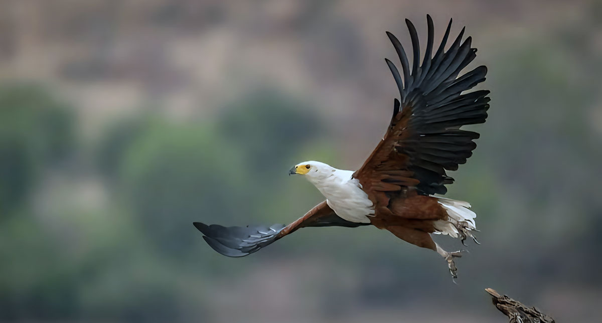 african fish eagle