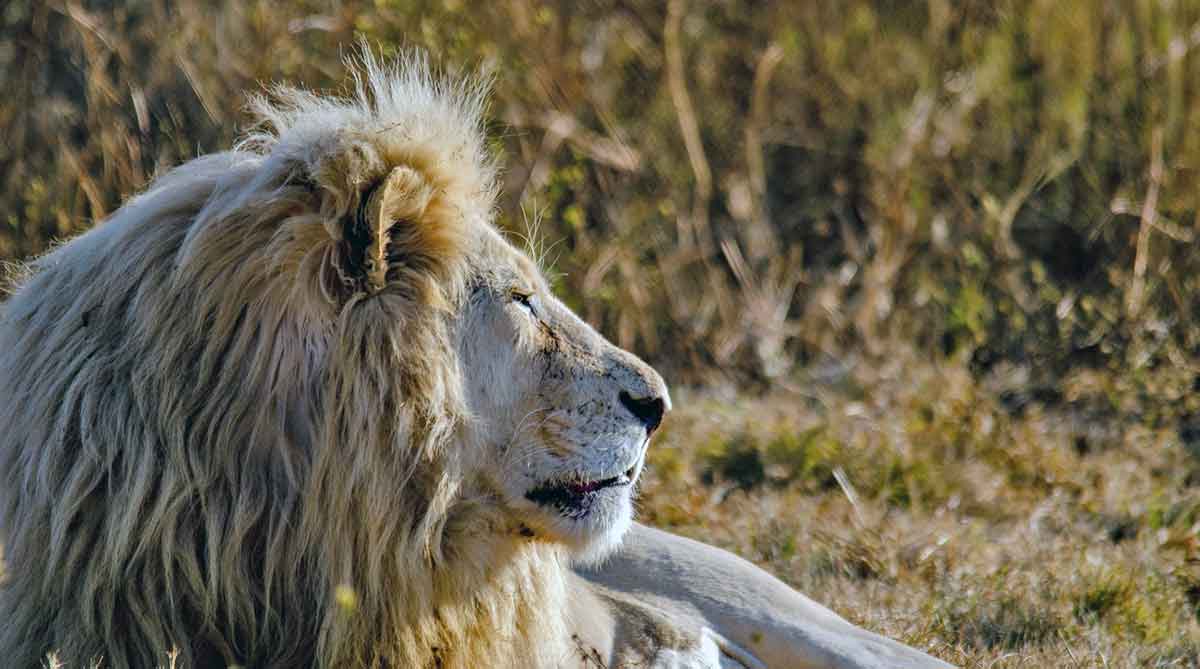 african lion