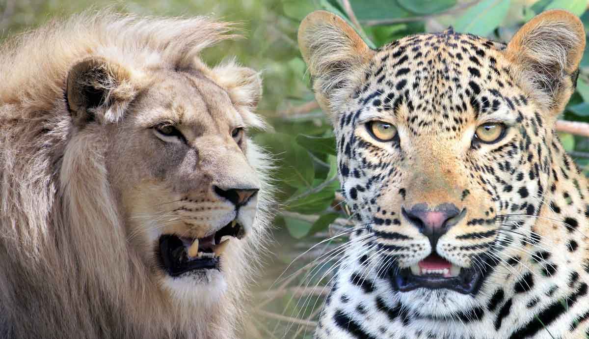 africas famous big five what are they