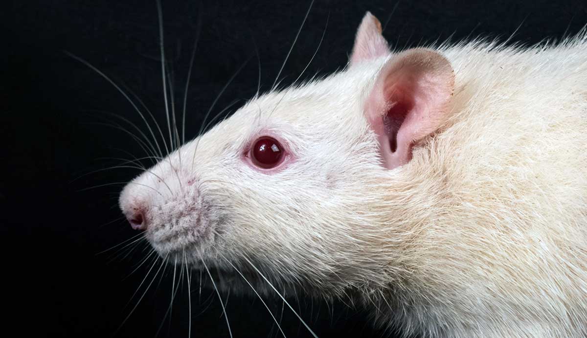 albino rat