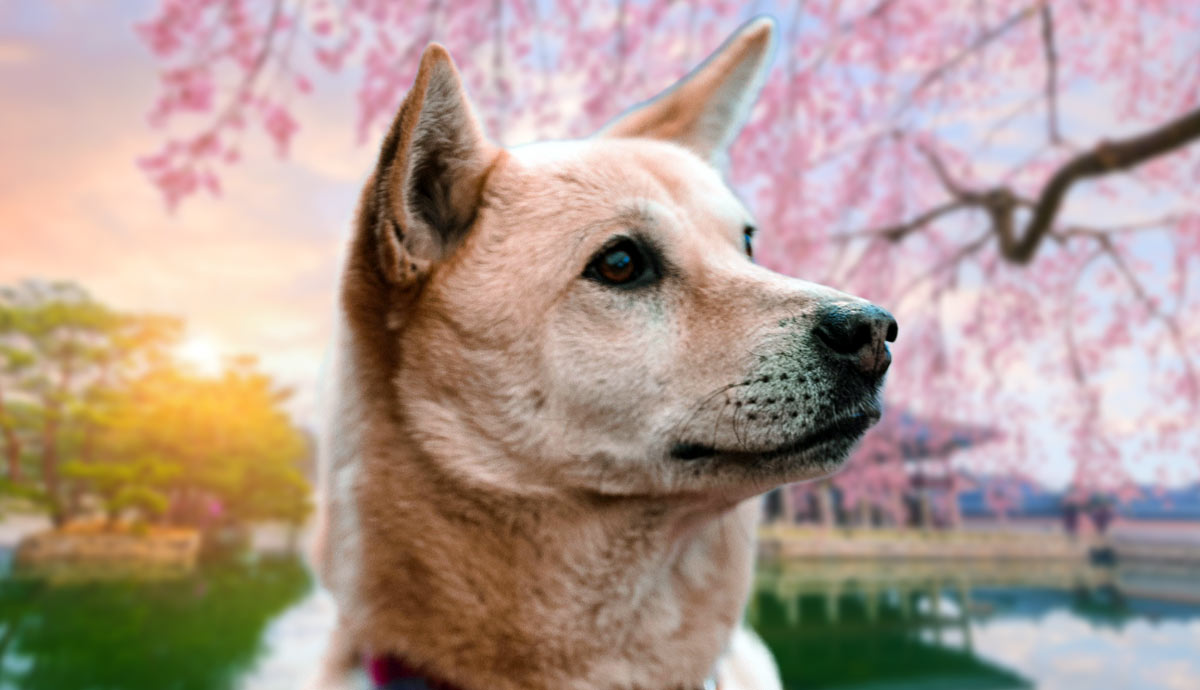 amazing facts about the korean jindo dog