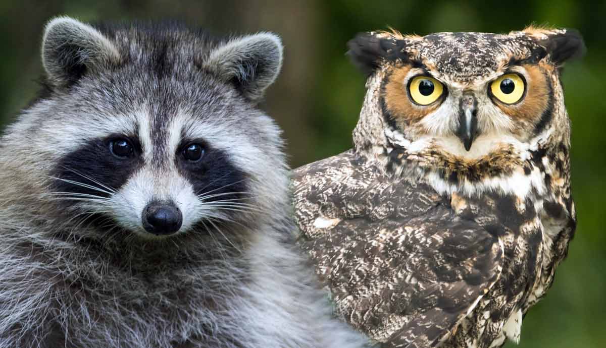 animals that can see in the dark