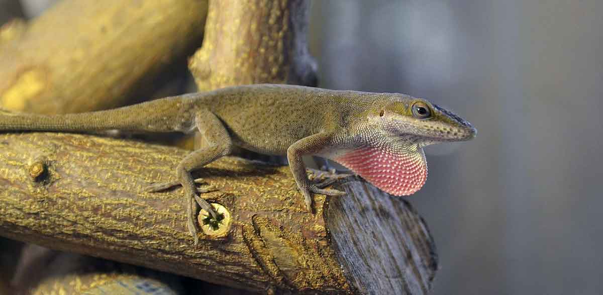 anole lizard on branch