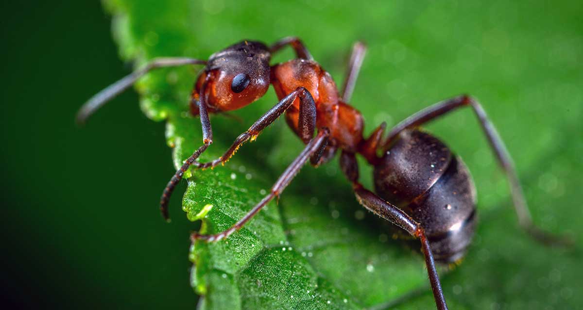 ant closeup leaf