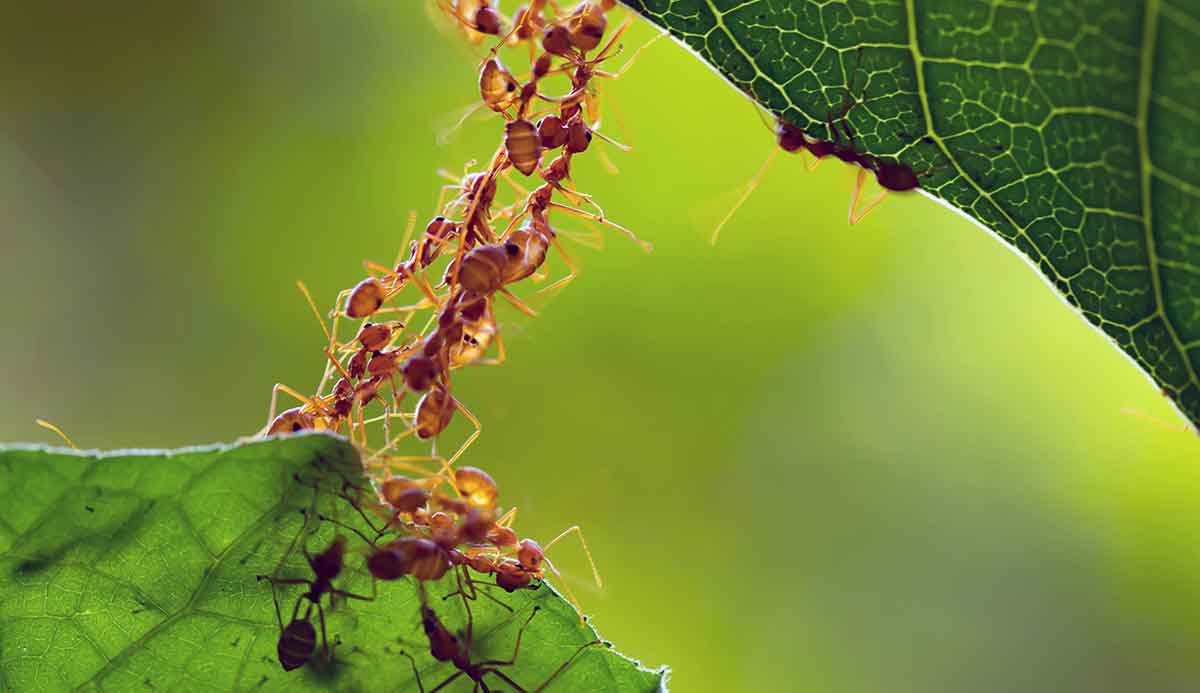 ant colony cooperation