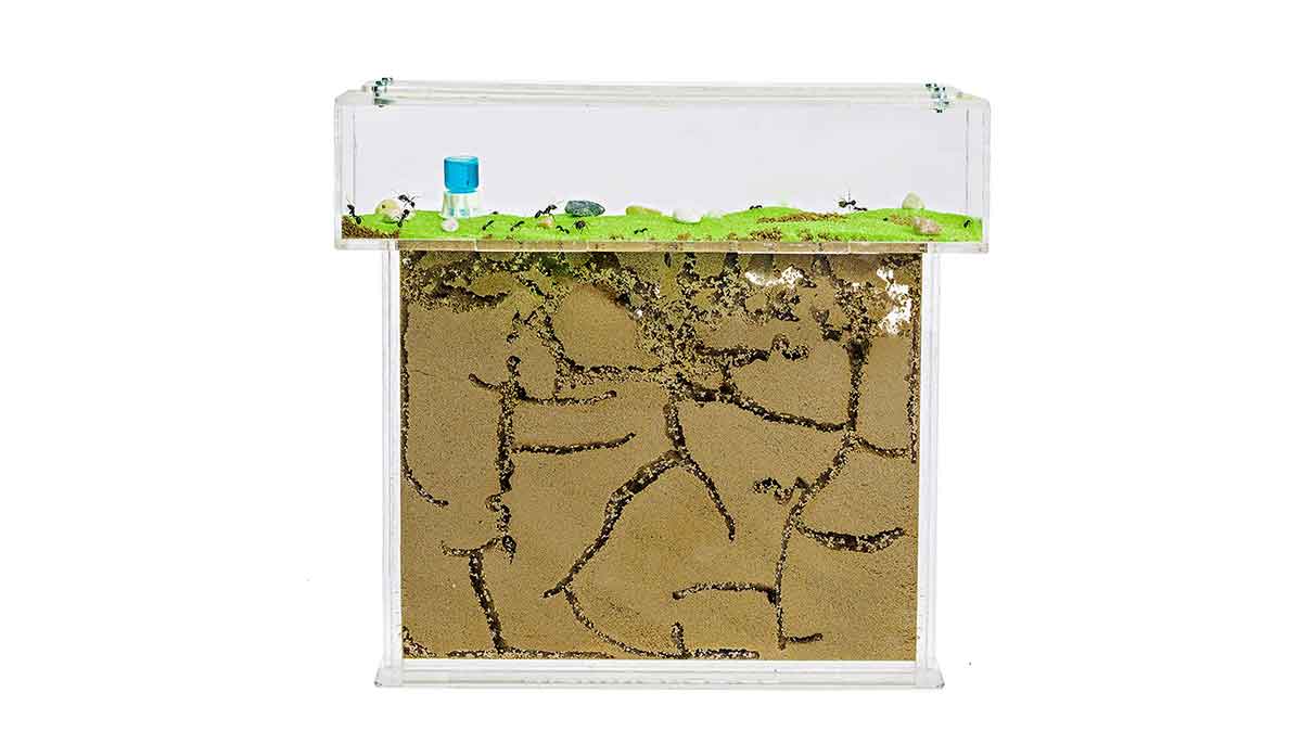 ant farm example