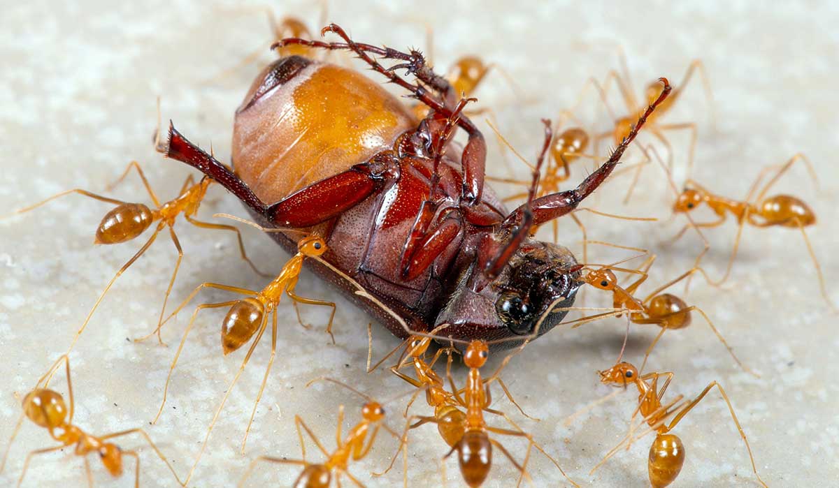 ants eating insect