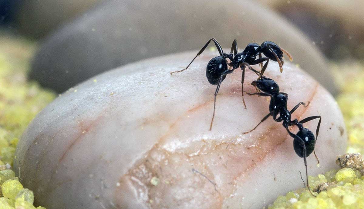 ants sand farm