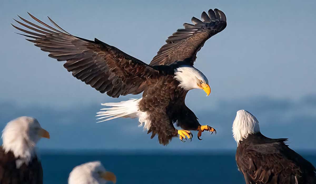 bald eagle