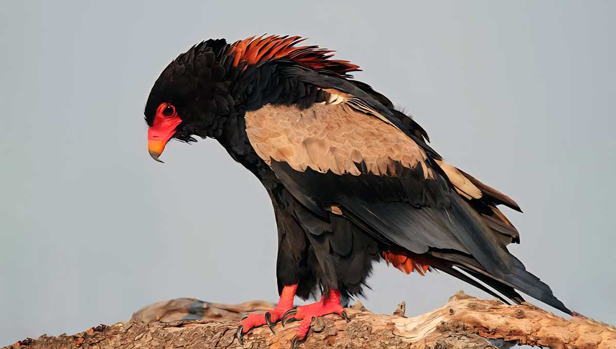 bateleur eagle