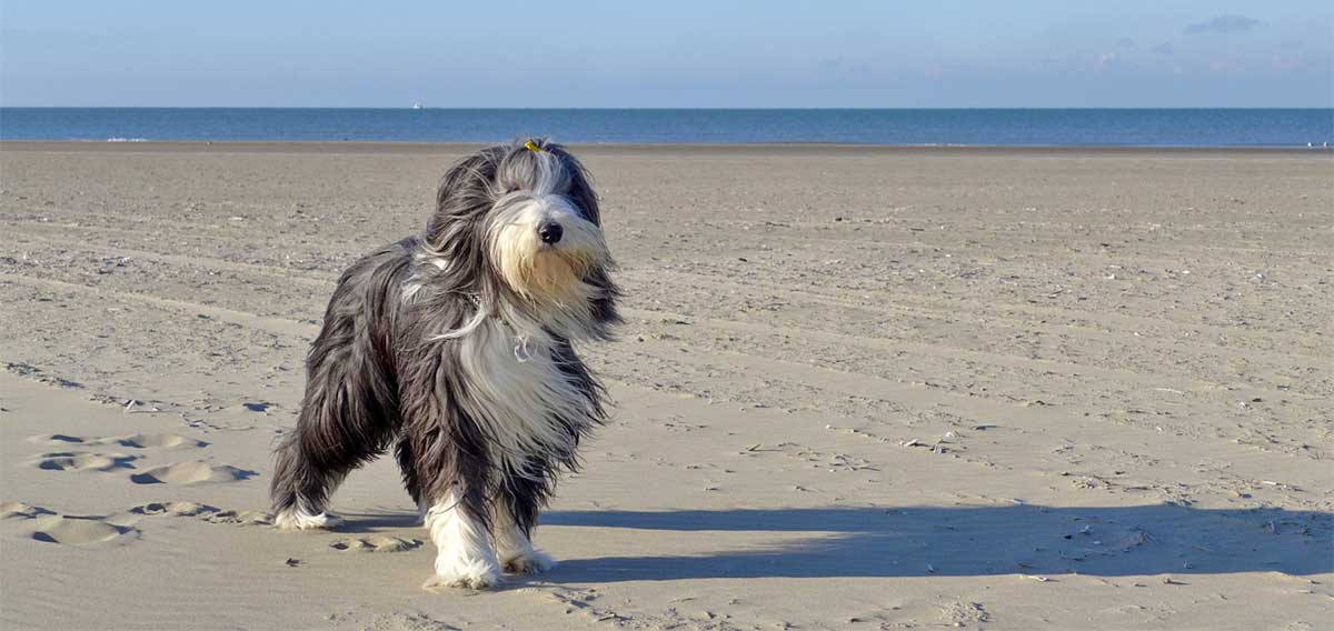 bearded collie on beach two