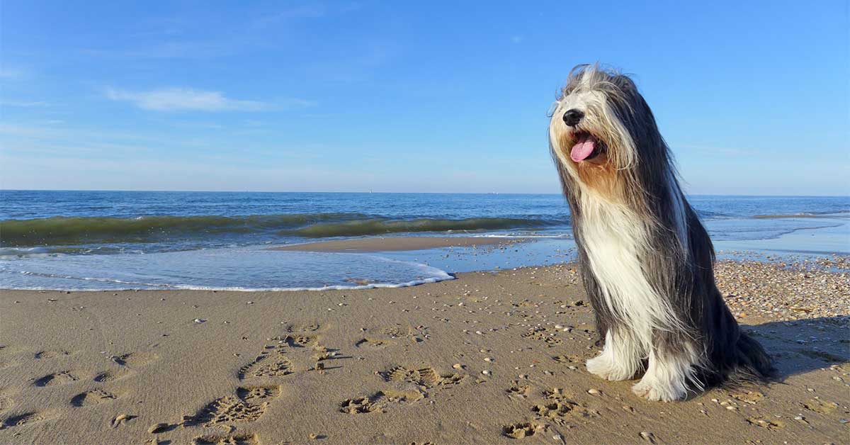 bearded collie on beach