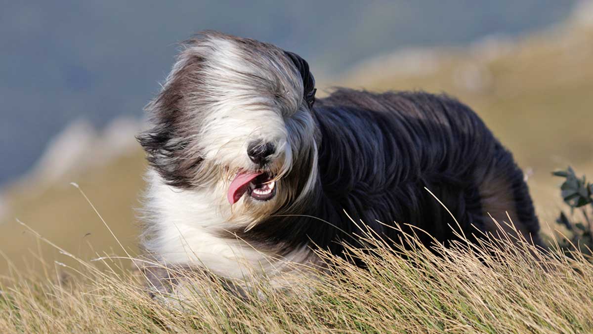 bearded collie windswept