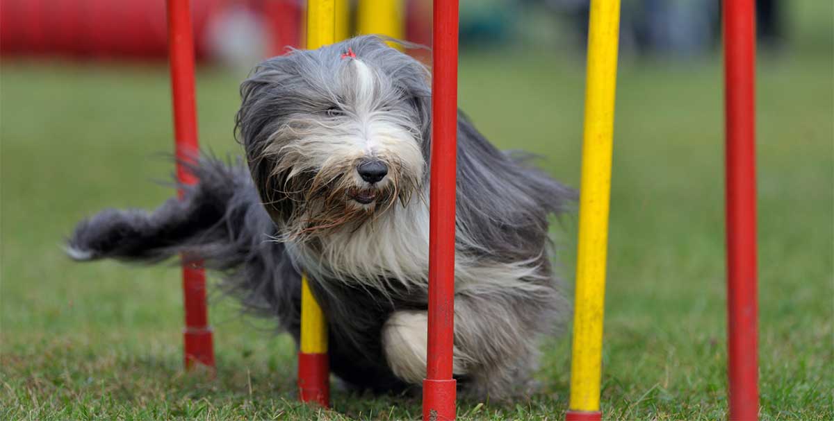 beardie agility