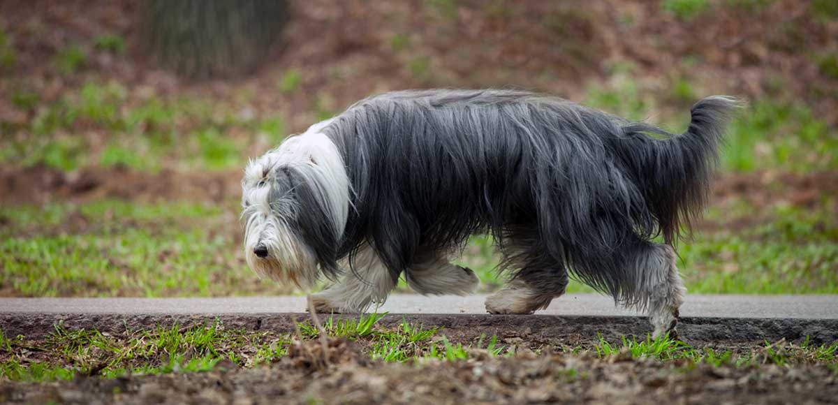beardie trotting