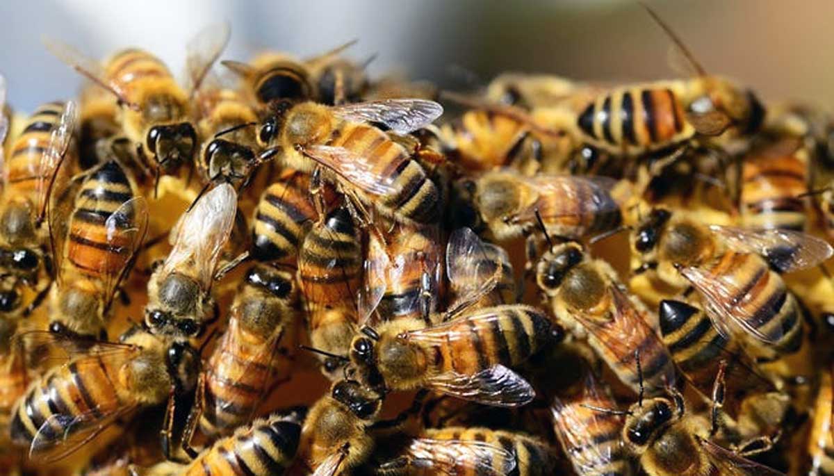 bees