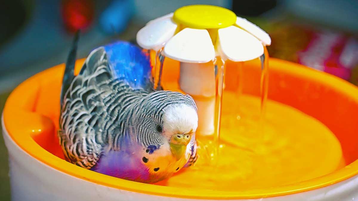 bird enjoying shower