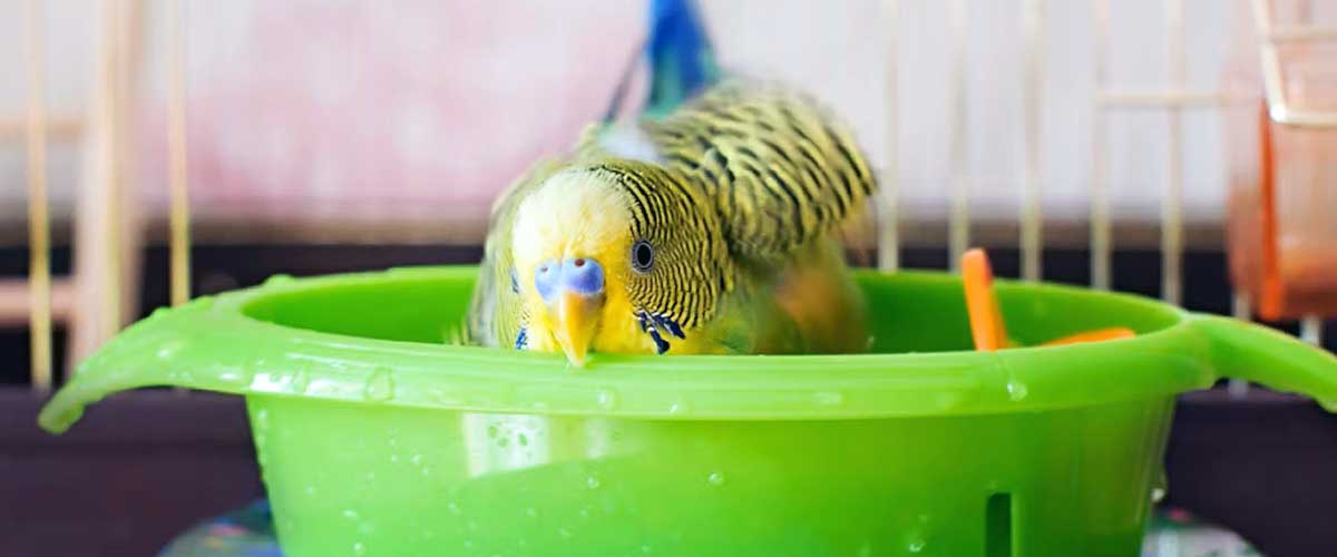 bird in plastic bath
