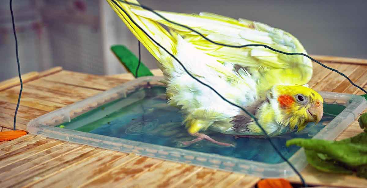 bird in shallow bath