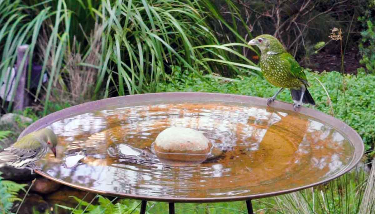 birds enjoying outdoor bath