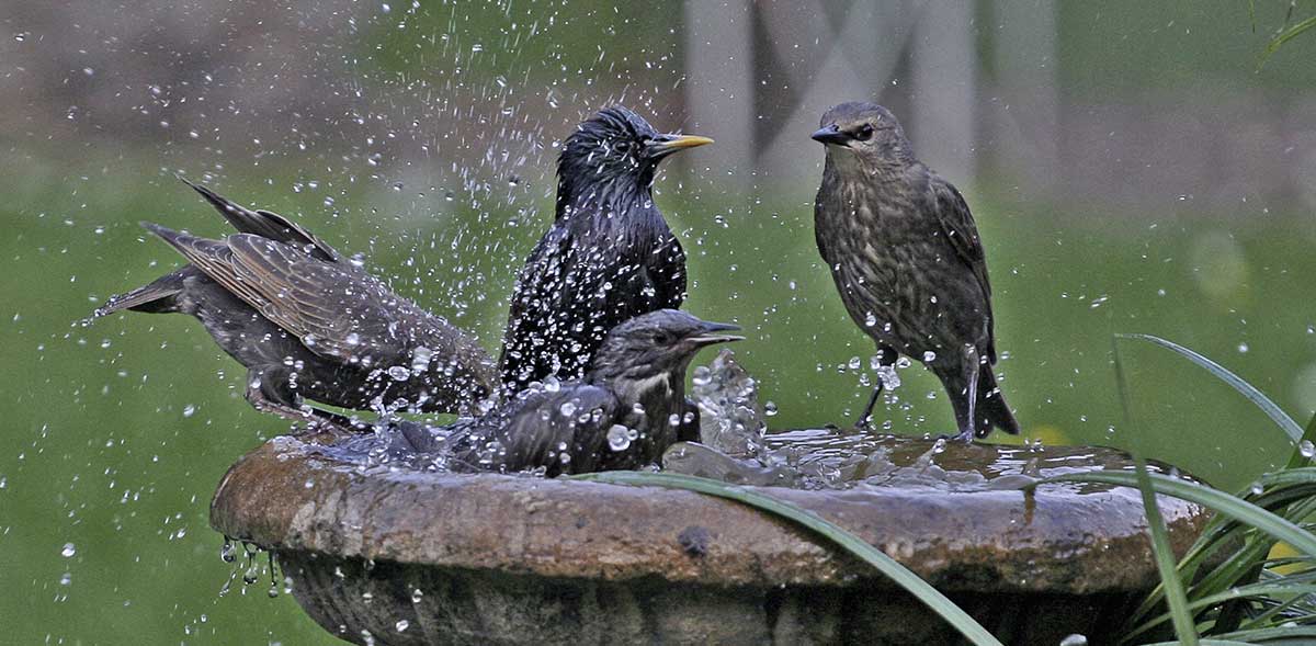 birds using bird bath