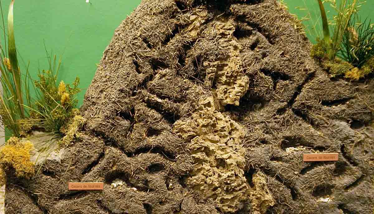 bisected ant nest