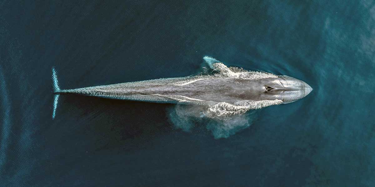 blue whale from above