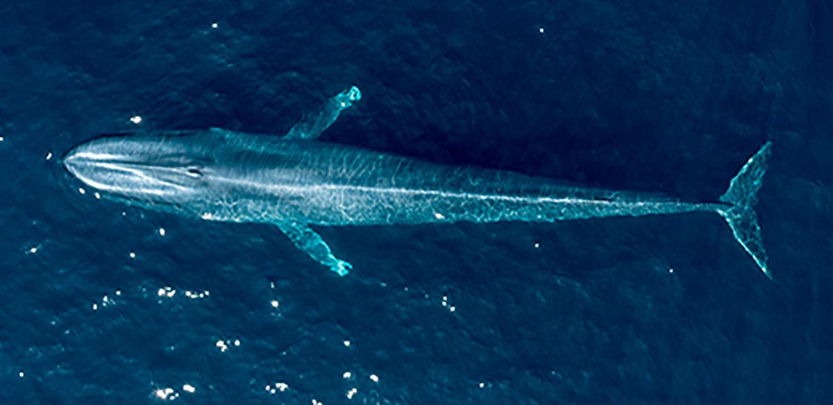 blue whale aerial view