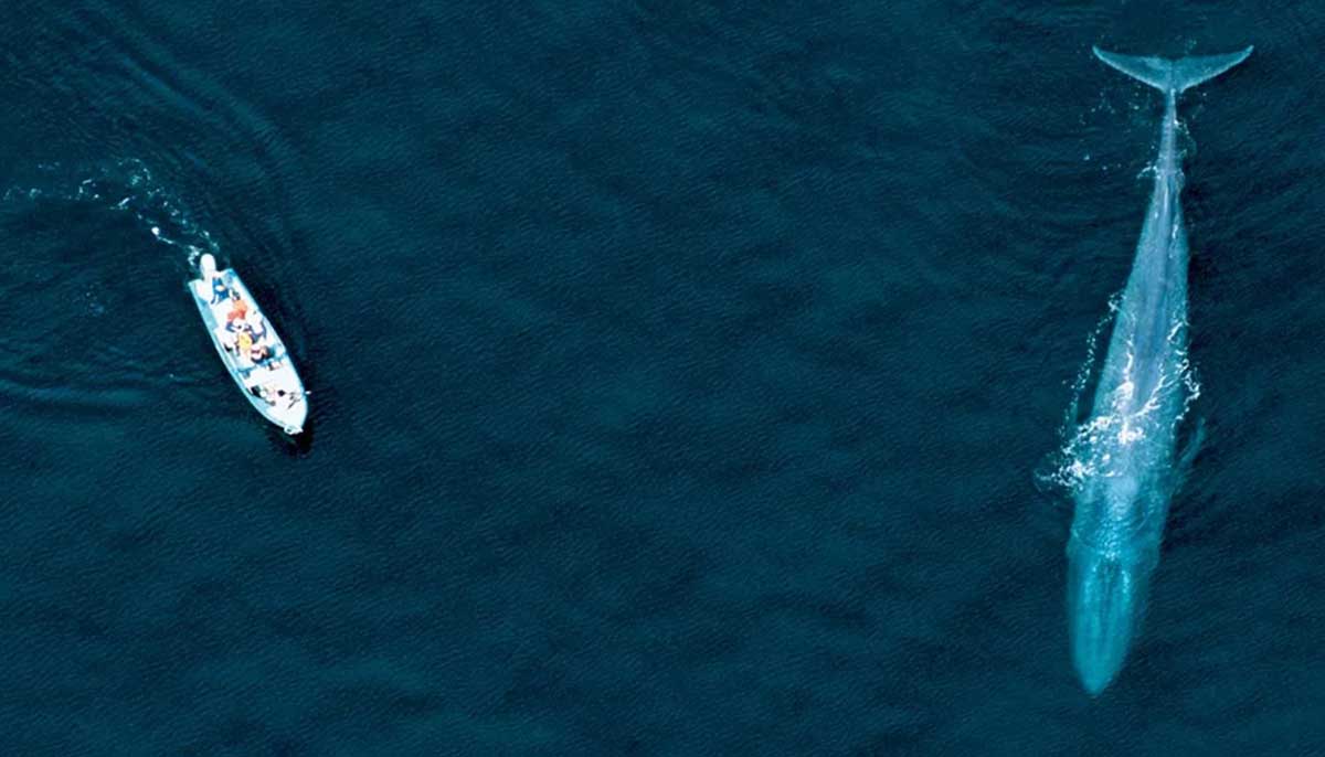blue whale boat