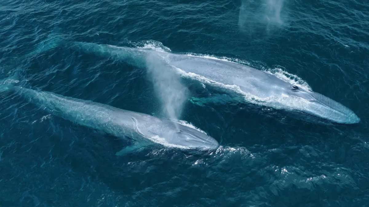 blue whale calf