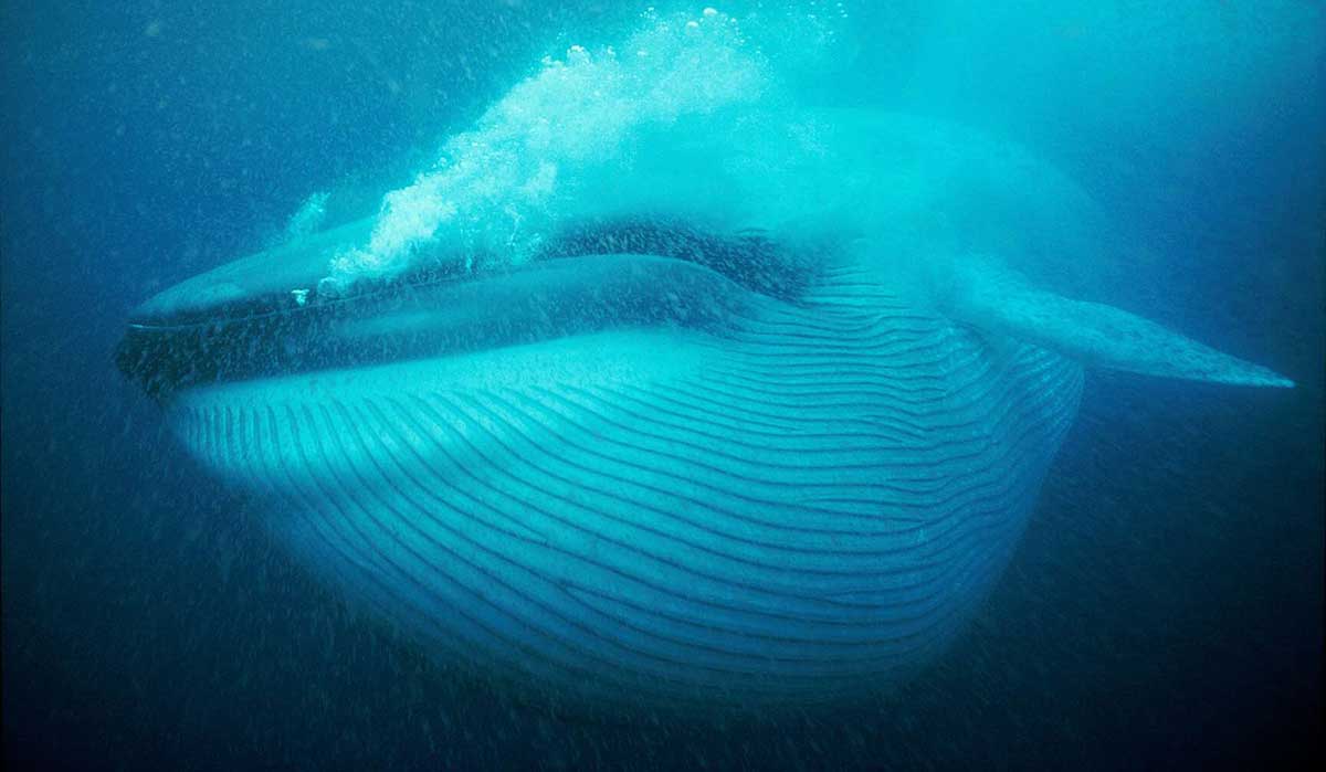 blue whale head