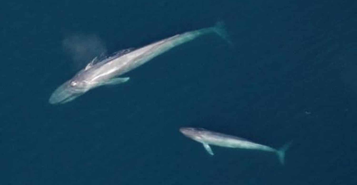 blue whale mother calf
