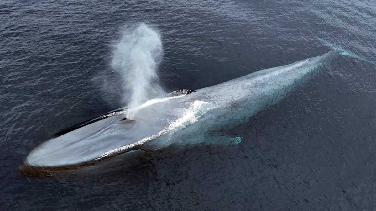 blue whale surfacing