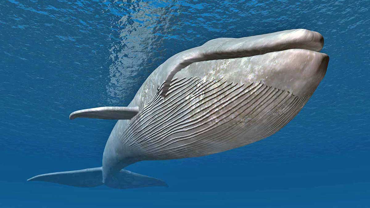 blue whale swimming