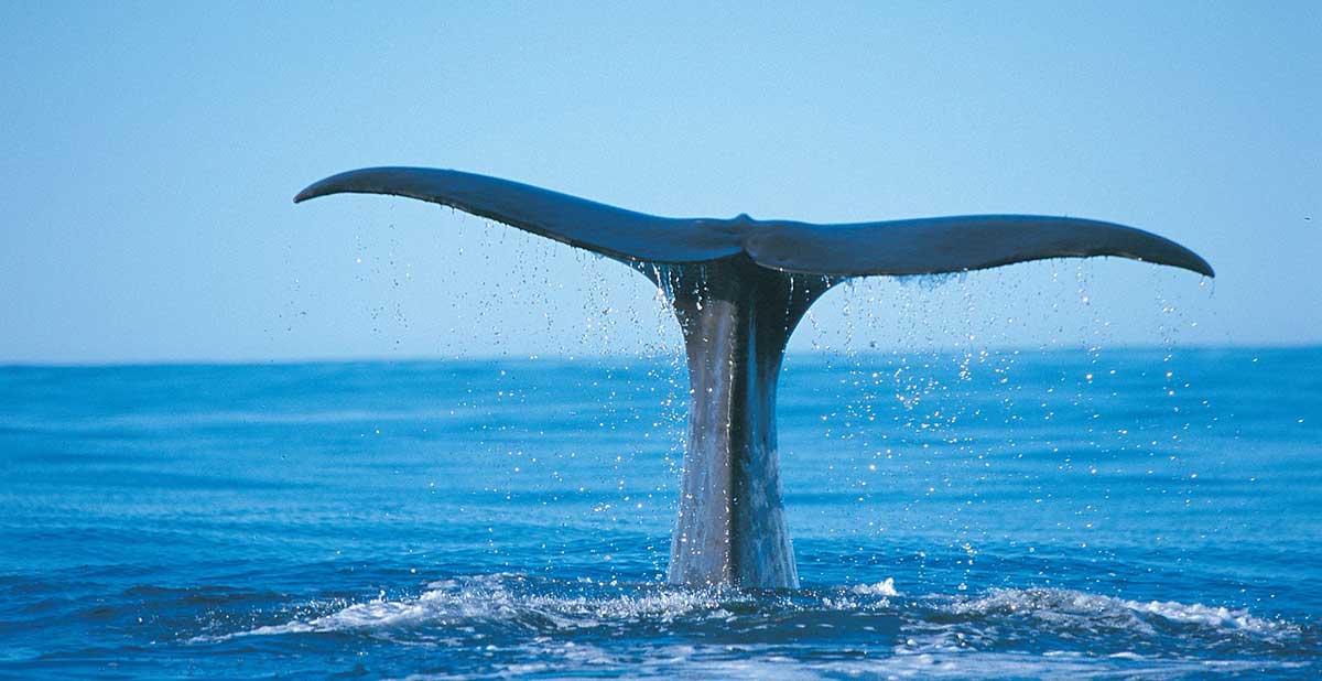 blue whale tail