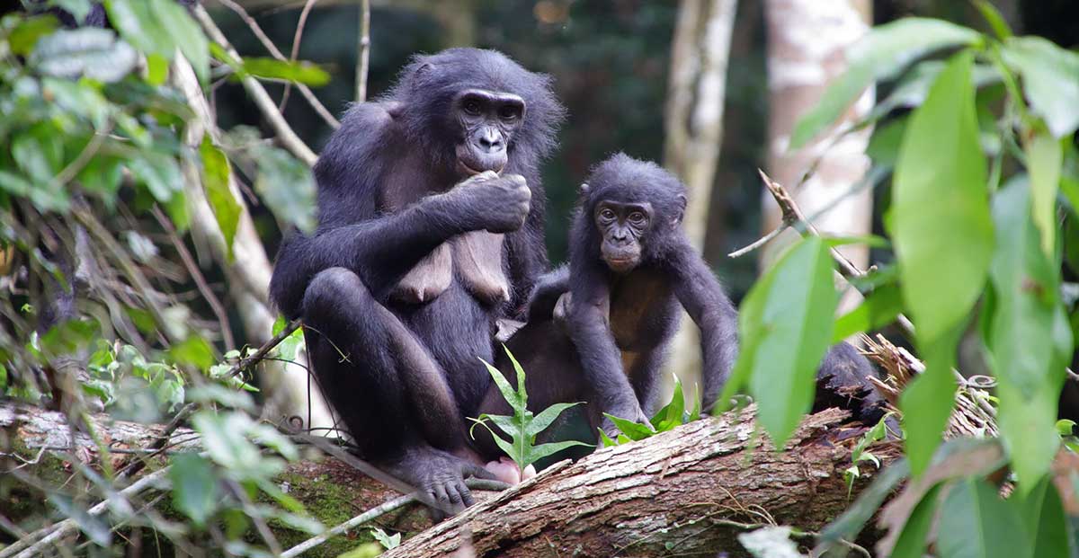 bonobos