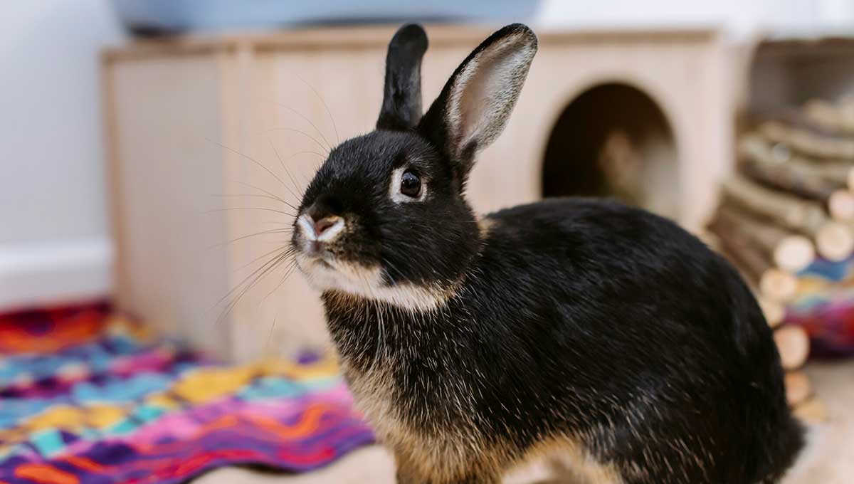 brown black rabbit indoors