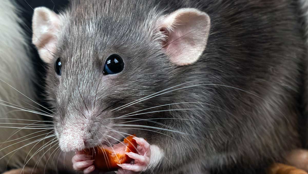 brown rat eating