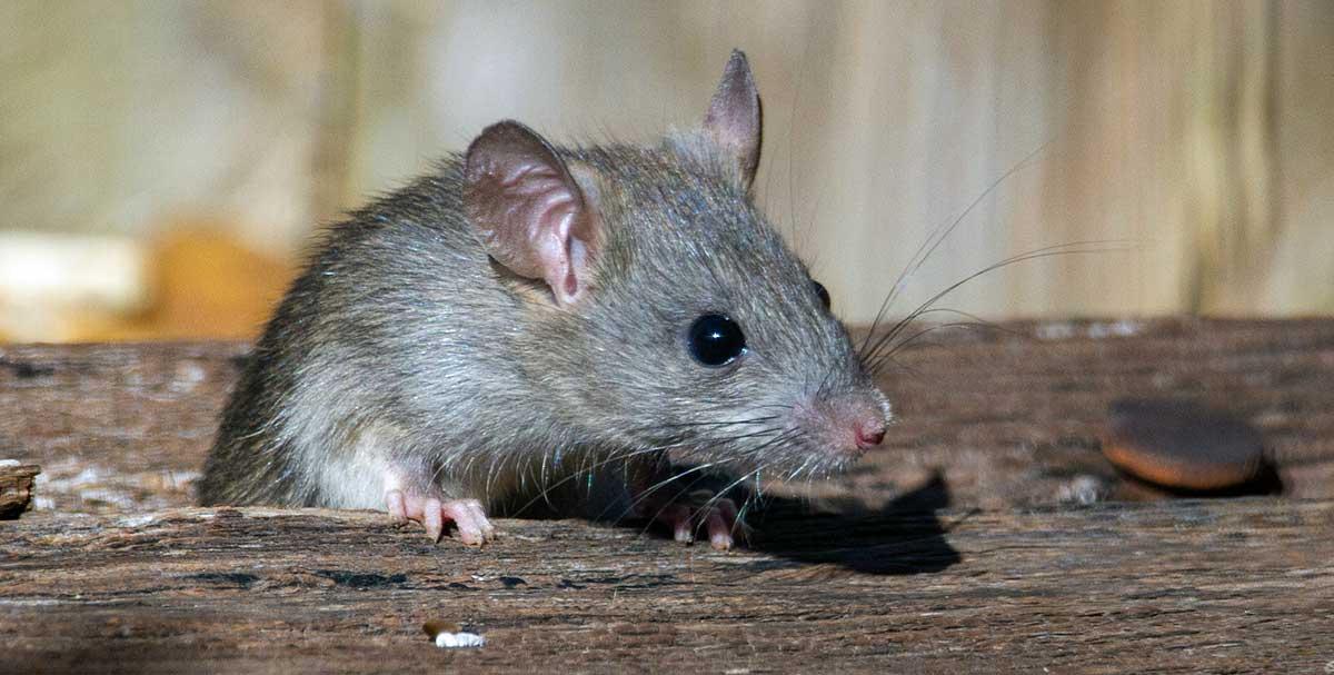 brown rat on wood