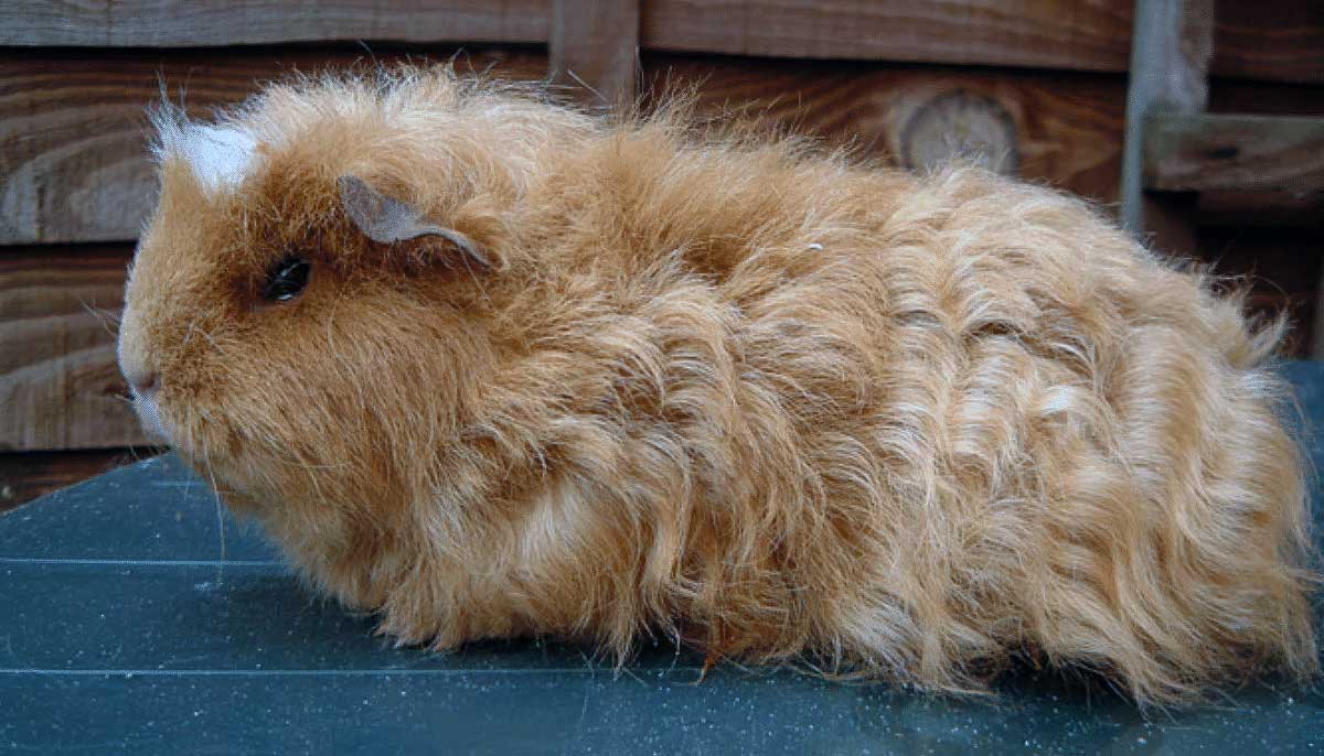 brown texel guinea pig on table