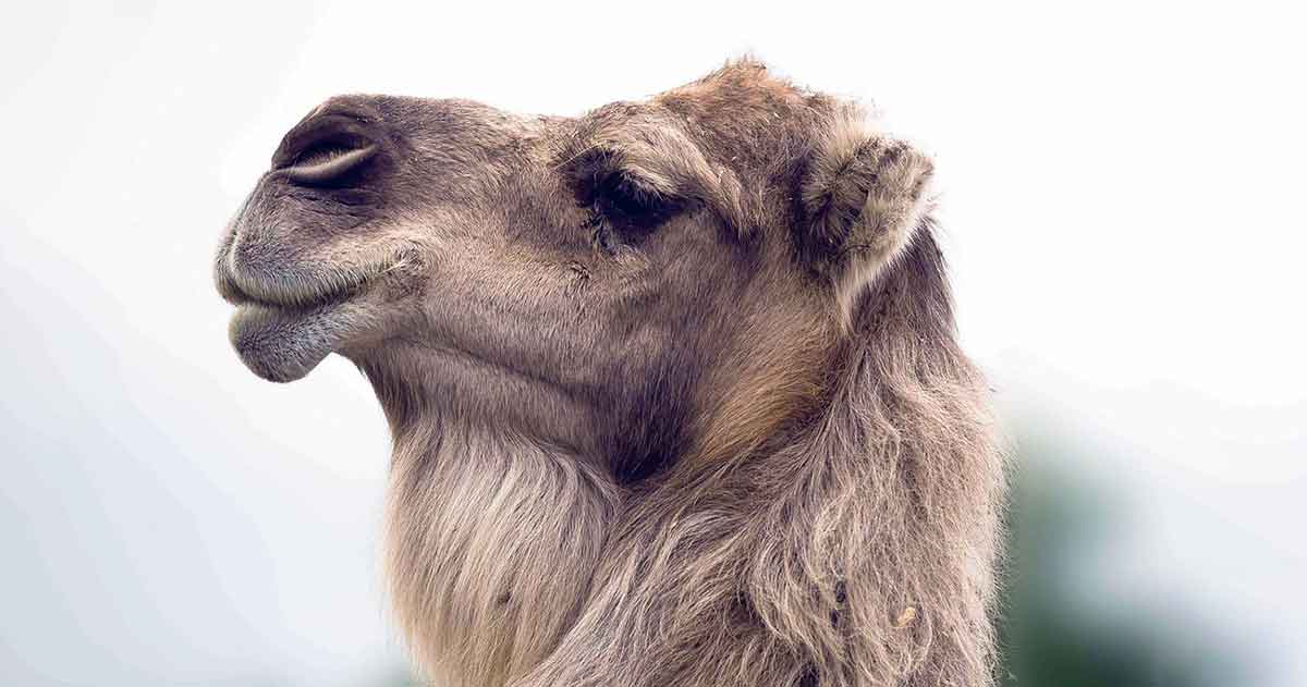 camel dewlap