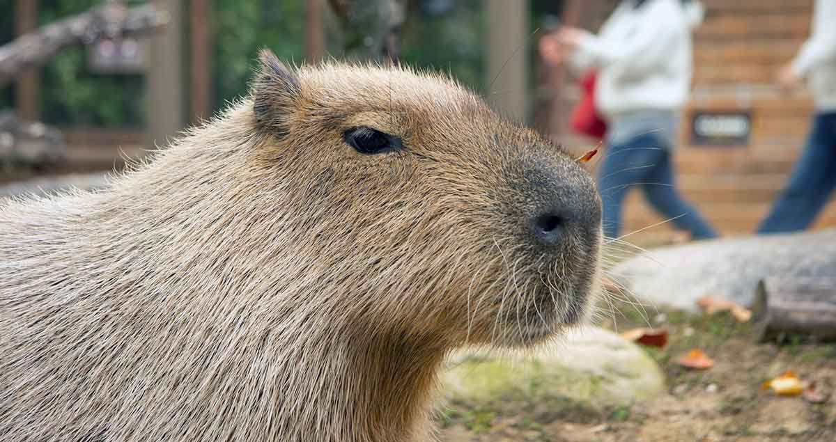 capybara head