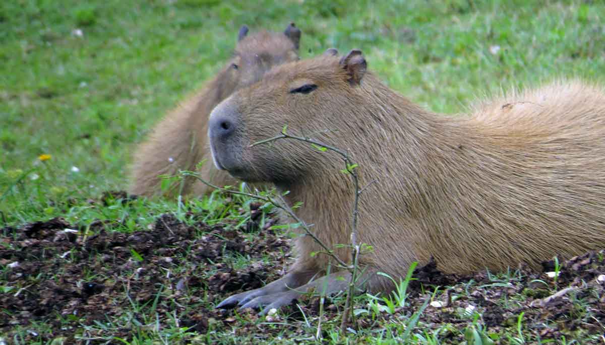 capybara on grass