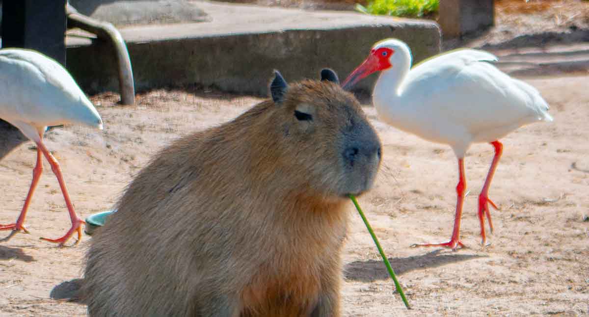 capybara sitting