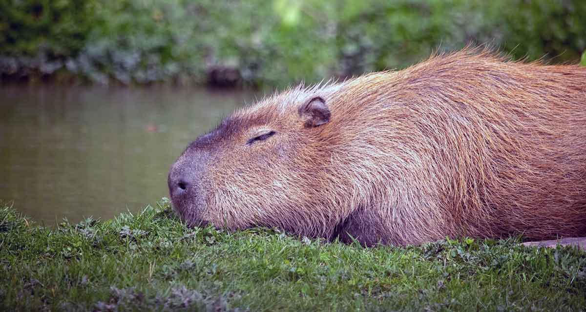 capybara sleeping