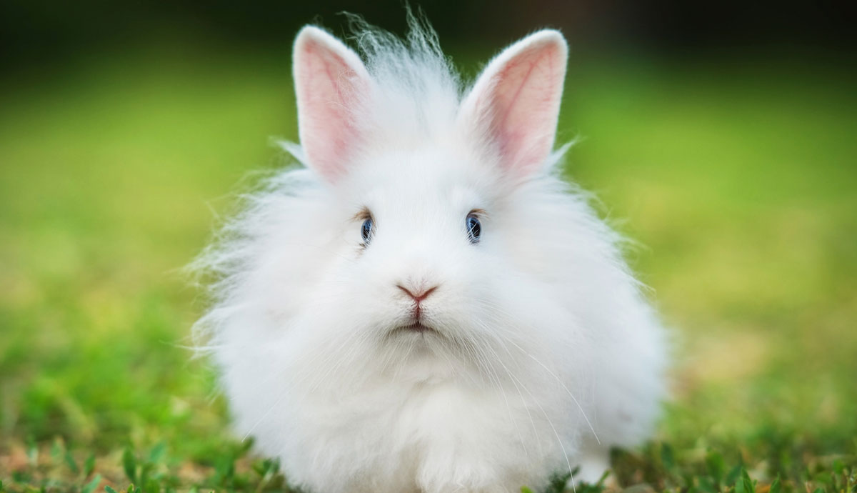 care tips for angora rabbit breeds