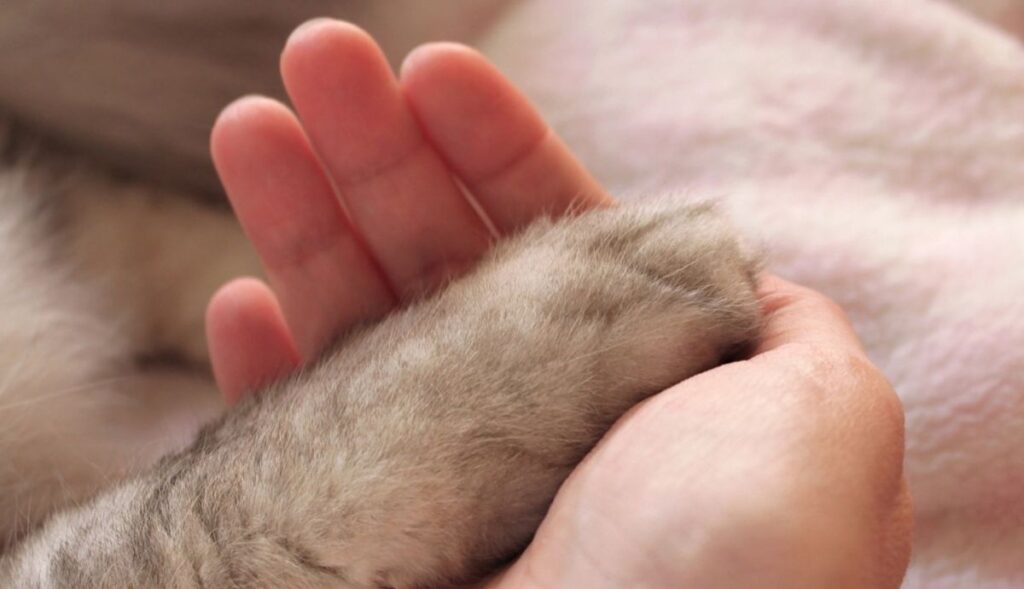 cat and human holding hands