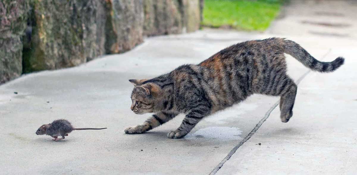 cat chasing mouse