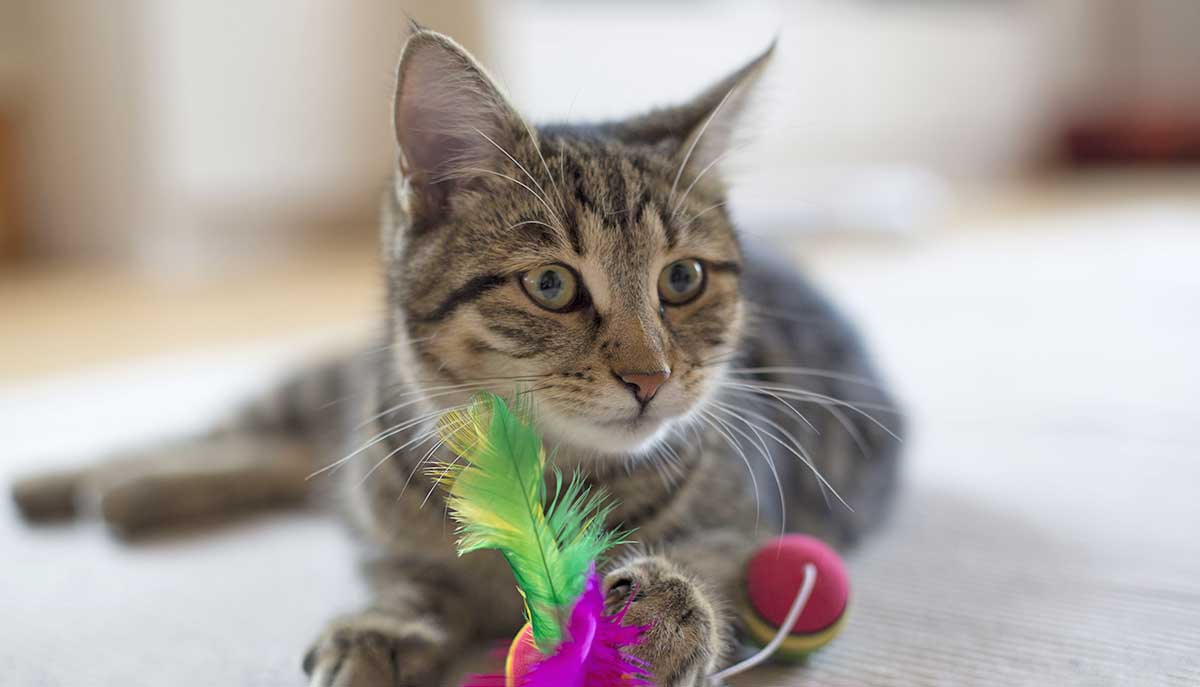 cat feather toy