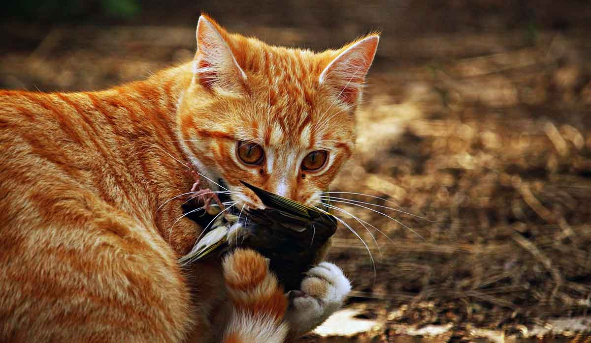 cat hunting bird